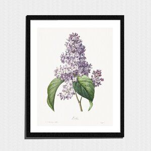 Art Print, Purple Lilac Flowers Botanical Sketch